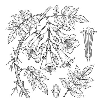 set of leaves tecoma