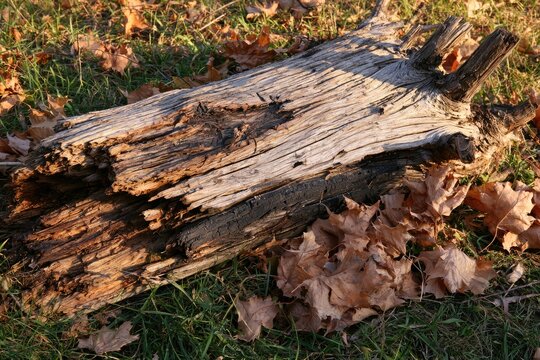 Weathered and Rotten Log Resting on Autumn Ground.
