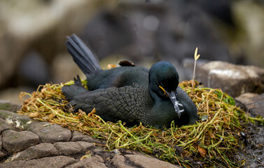 Cormoran huppé, © JAG IMAGES