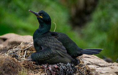 Cormoran huppé, © JAG IMAGES