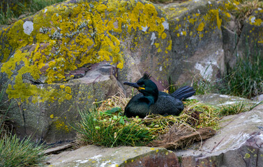 Cormoran huppé, © JAG IMAGES
