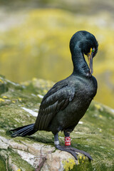 Cormoran huppé, © JAG IMAGES