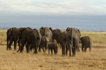 Obraz premium Eléphant d’Afrique,