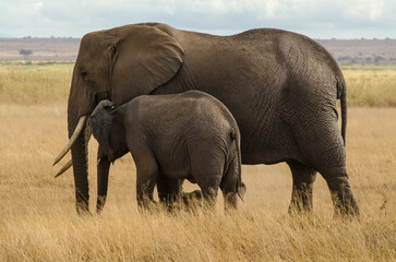 Fototapeta premium Eléphant d’Afrique,