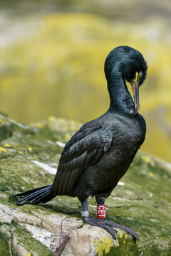 Cormoran hupp&eacute;,