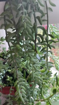 The video shows *Sedum morganianum* (donkey's tail)&mdash;a species of succulent plant in the genus *Sedum* of the family Crassulaceae.