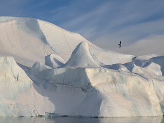 Bird flying by iceberg in Bay Disko, Greenland © FOLIO