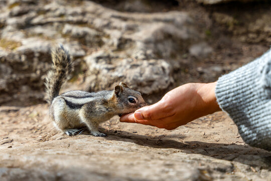 Golden mantled ground squirrel  feeding from human hand showing trust