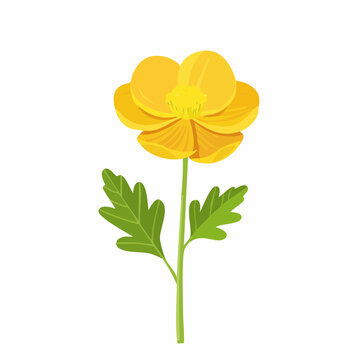 Yellow Buttercup Flower Vector Illustration Isolated on White Background