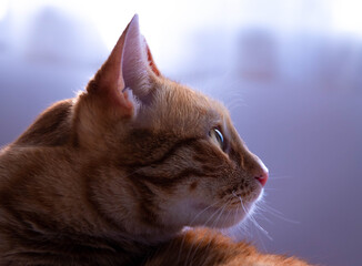 Side profile portrait of a ginger tabby cat with rim light, close up macro shot © Sonja
