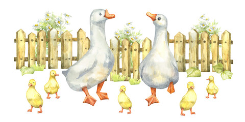Watercolor pastel White geese and ducklings on a green lawn with daisy flowers at the picket fence. Hand drawn clipart in pastel colors in Cottagecore style for printing spring projects and Easter © Mila