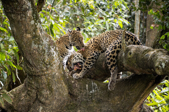 Jaguar - Panthera onca, beautiful large cat from South American forests, Pantanal, Brazil.