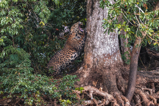Jaguar - Panthera onca, beautiful large cat from South American forests, Pantanal, Brazil.