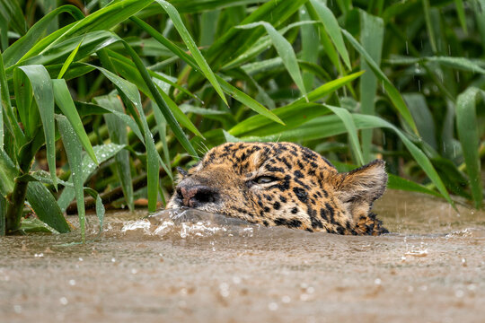 Jaguar - Panthera onca, beautiful large cat from South American forests, Pantanal, Brazil.