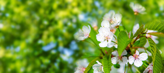 Cherry blossom branch in the garden in spring  © licvin