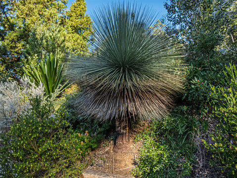 Australian Native Grass Tree (Xanthorrhoea Species)