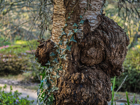 Ivy Climbs Up Large Burls On Trunk