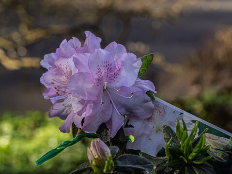 Soft Light Lavender Rhododendron Bloom