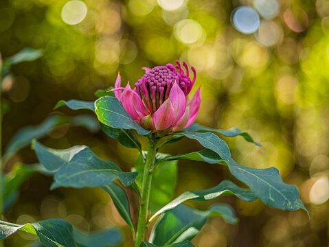 Standing Alone A Pink Waratah Flower.