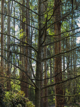 Tall Spreading Winter Tree Against Gum Trees vert