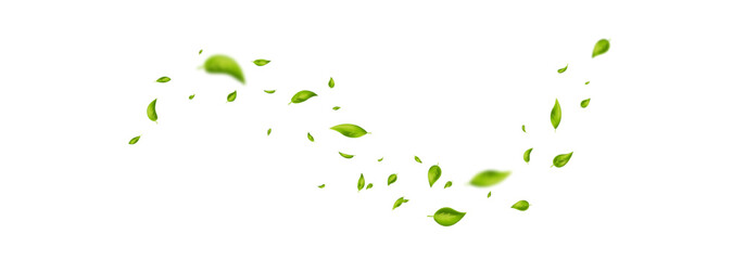 Obraz premium Green flying leaves wave. Leaf falling frame. Foliage ornament. Vegan, eco, organic product. Cosmetic pattern. Spring tree plant design. Fresh mint tea background. Air wind. Vector illustration