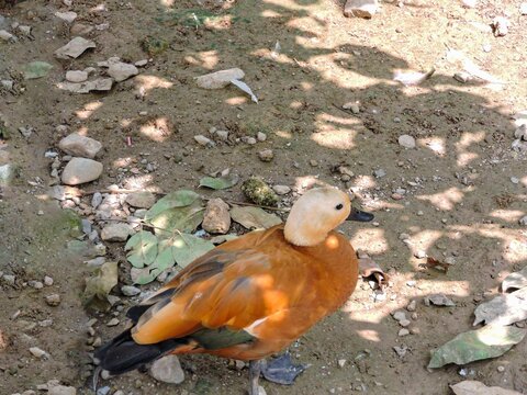 Ruddy Shelduck standing on rocky ground in the shade, bright orange-brown waterfowl bird