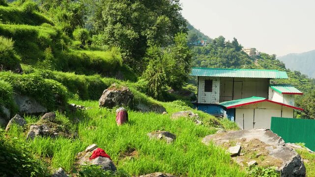 Woman works in a terraced field near the Rudranath Temple in Gopeshwar Chamoli Uttarakhand India