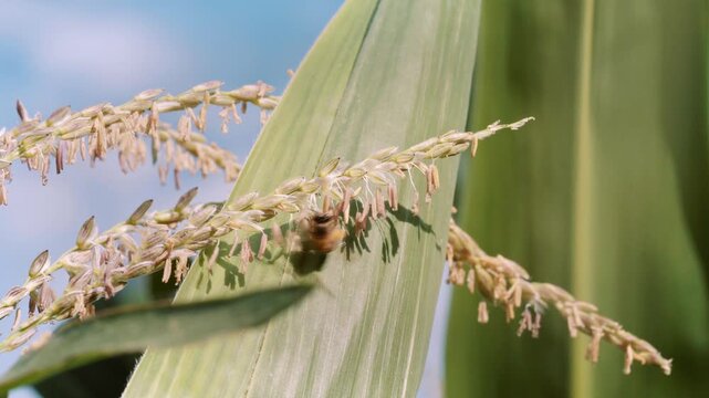 A honey bee collecting yellow pollen from a corn tassel in an outdoor agricultural field under bright sunlight and blue sky, illustrating biodiversity and the relationship between insects and crops.