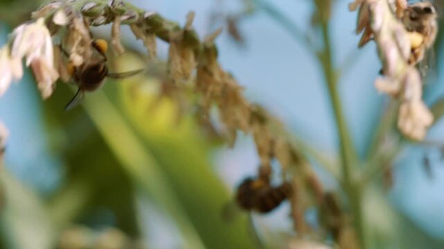 Honey bees of the Apis genus foraging on a flowering plant, with visible yellow pollen loads on their hind legs, illustrating pollinator activity, biodiversity and natural ecosystem interaction.