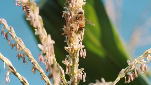 Multiple honey bees foraging and collecting pollen from a corn tassel of Zea mays in bright sunlight, illustrating insect activity, agriculture, biodiversity and natural ecosystem balance.