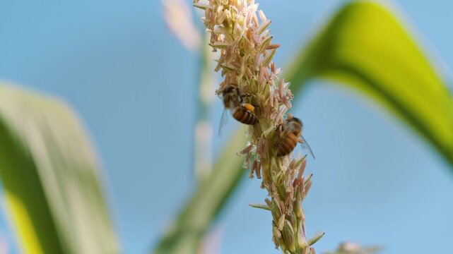 Worker honey bees foraging for pollen on a blooming corn tassel of Zea mays in an agricultural field, with bright sunlight and blue sky, illustrating insect activity and natural ecosystem balance.
