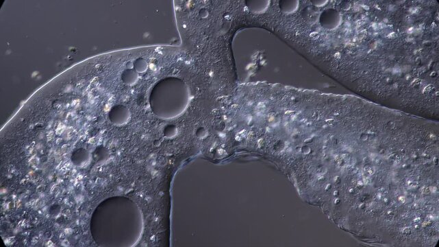 Amoeba Cell Close Up Showing Cytoplasmic Streaming and Cellular Motion
