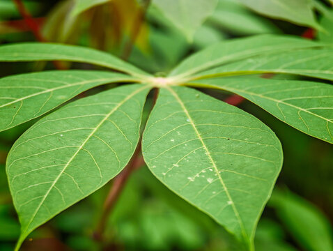 Close-up of fresh green cassava leaves with distinct veins in a tropical garden setting