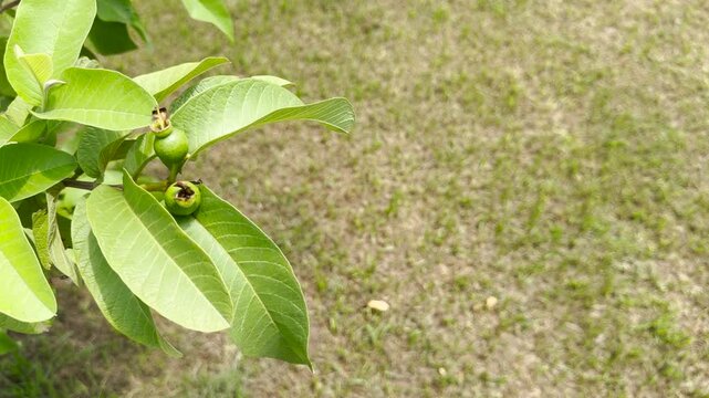Unripe green guava fruits growing on a tree branch