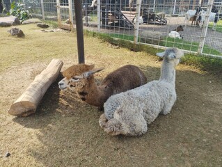 llama in the zoo © Adit