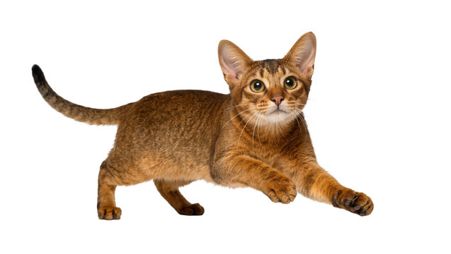 Abyssinian cat with ticked fur poised to pounce, isolated on transparent background