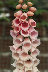 Foxglove in a garden in summer © Francesca Leslie
