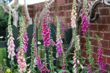 Group of foxgloves in a garden © Francesca Leslie