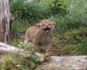 Lion Cub appears to be smiling  © alisonallenphoto