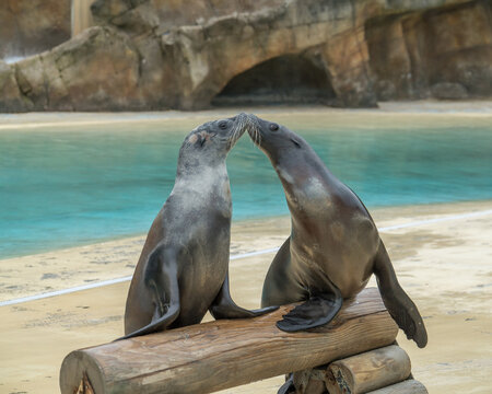 Kissing Sealions