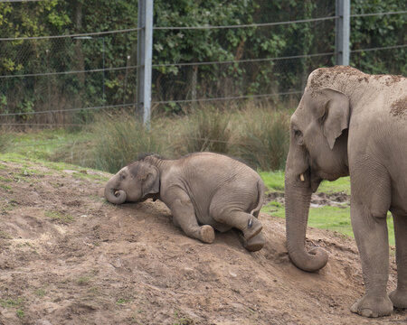 Baby elephant playing in the dirt