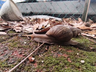 A detailed close-up shot of an African giant snail (Lissachatina fulica) crawling slowly on damp soil covered with dry autumn leaves and twigs next to a wire mesh fence in the backyard. © dedinature 