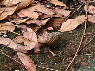 A giant African land snail crawling on dry autumn leaves in the forest. © dedinature 