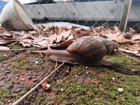 A detailed close-up shot of an African giant snail (Lissachatina fulica) crawling slowly on damp soil covered with dry autumn leaves and twigs next to a wire mesh fence in the backyard.