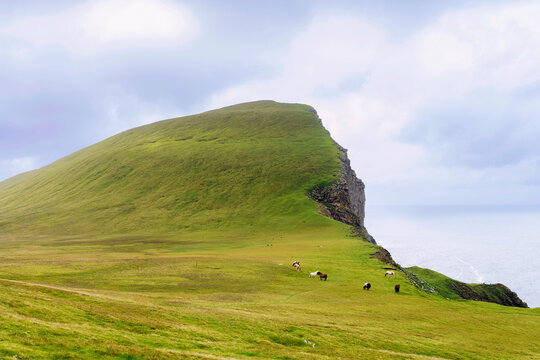Green hillside with grazing ponies under clouds