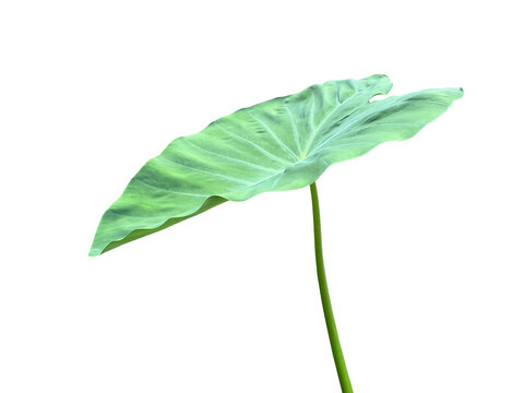 Isolated colocasia, taro or alocasia leaf with clipping paths.