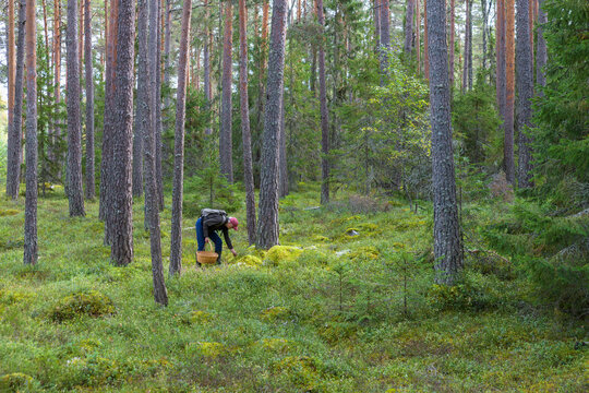 Senior woman hiking with basket in forest