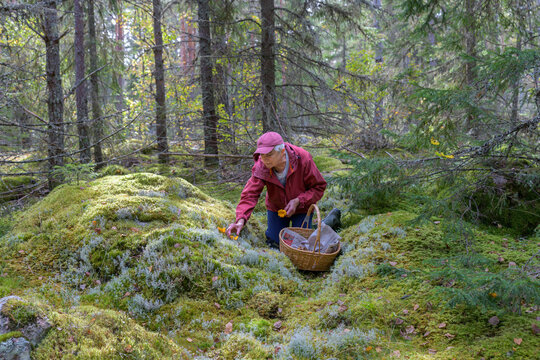 Senior woman foraging flowers in forest