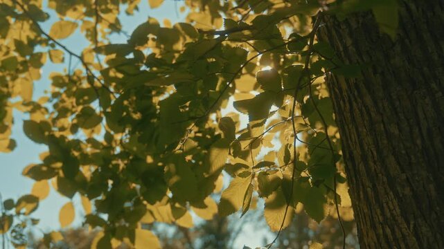 The rays of the sun break through the green and lush foliage of the trees. A romantic shot capturing the essence of summer and warmth.