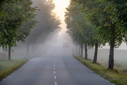 Scenic tree lined road through countryside
